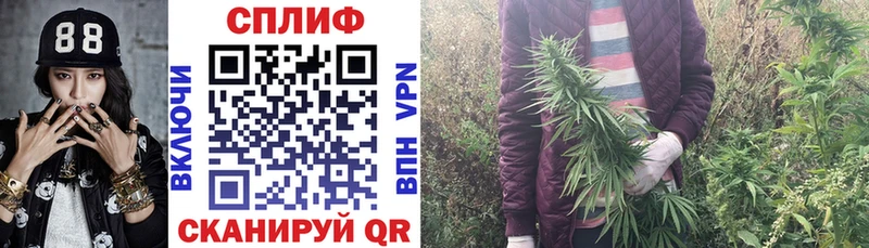 Конопля конопля Зима